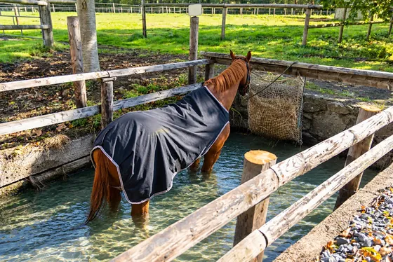 Cheval dans le bassin de balnéothérapie