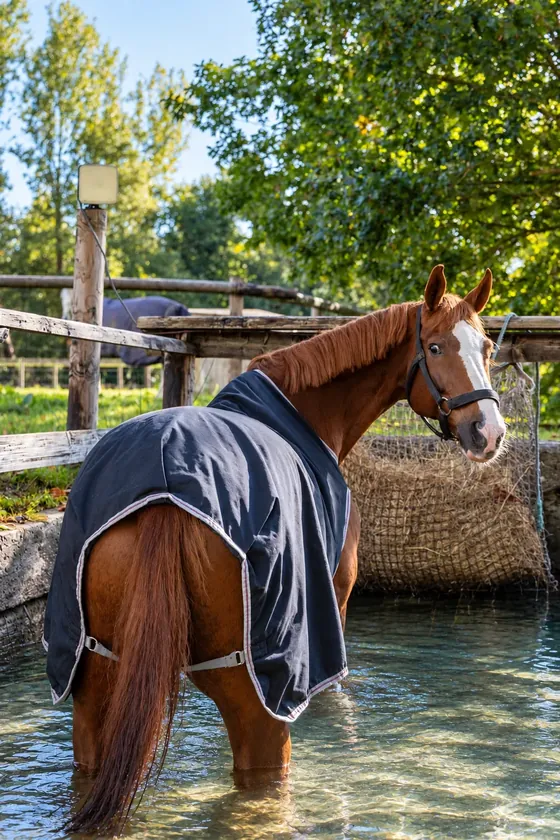 Cheval couvert dans le bassin de balnéothérapie