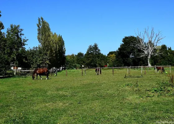 Horses grazing in the paddocks