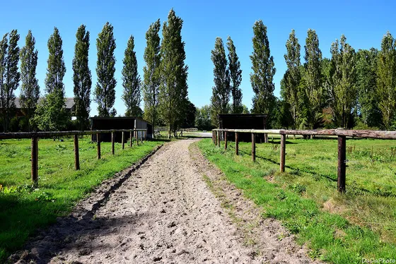 One-kilometre gallop straight