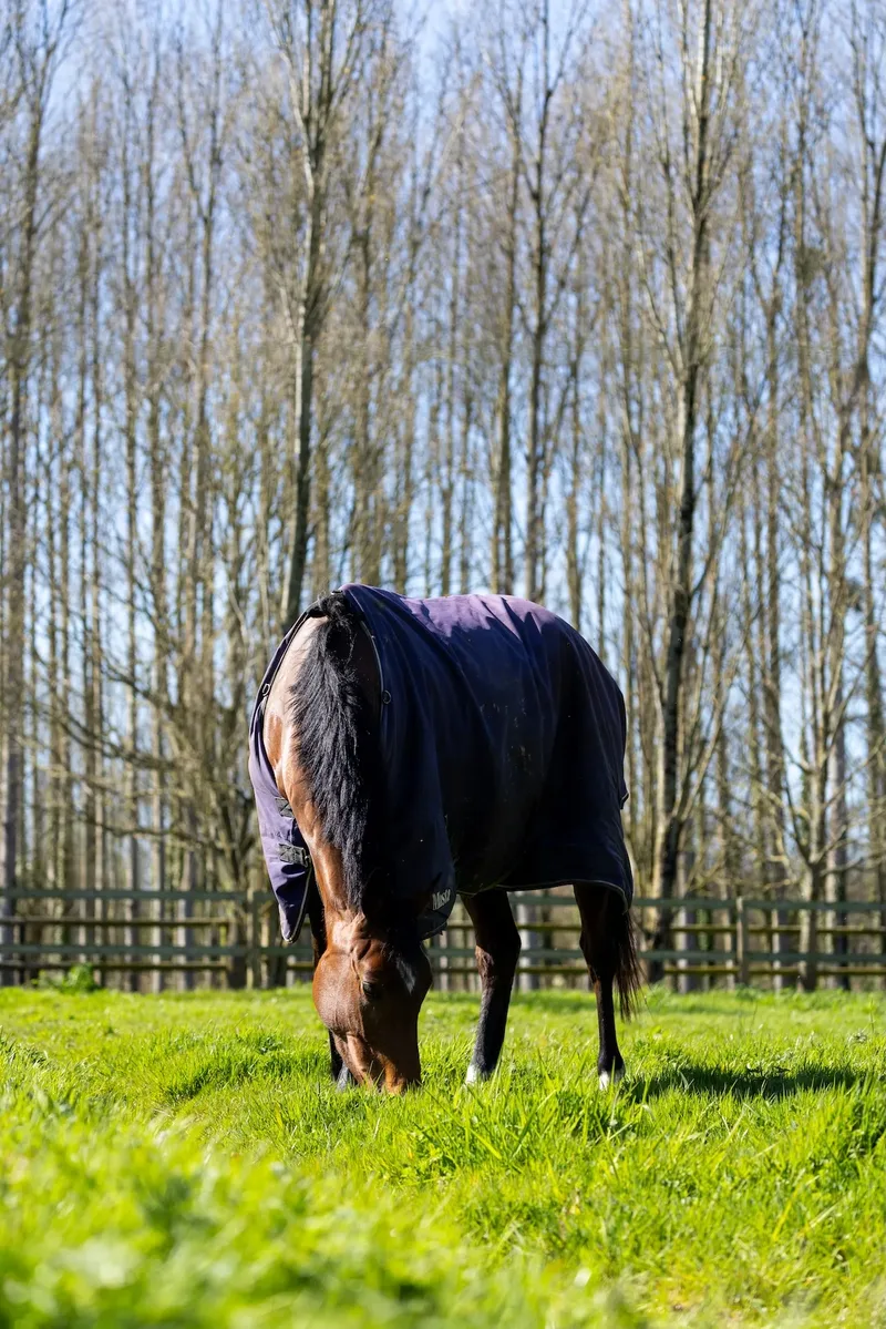 Horse Well-Being & Care
